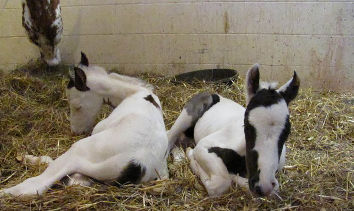 16 Year Old Horse Gave Birth Of Gorgeous Baby Twins.jpg